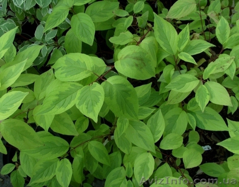 Дерен	белый	Spaethii	Co  2  Ландшафтный дизайн,озеленение   - <ro>Изображение</ro><ru>Изображение</ru> #1, <ru>Объявление</ru> #541797