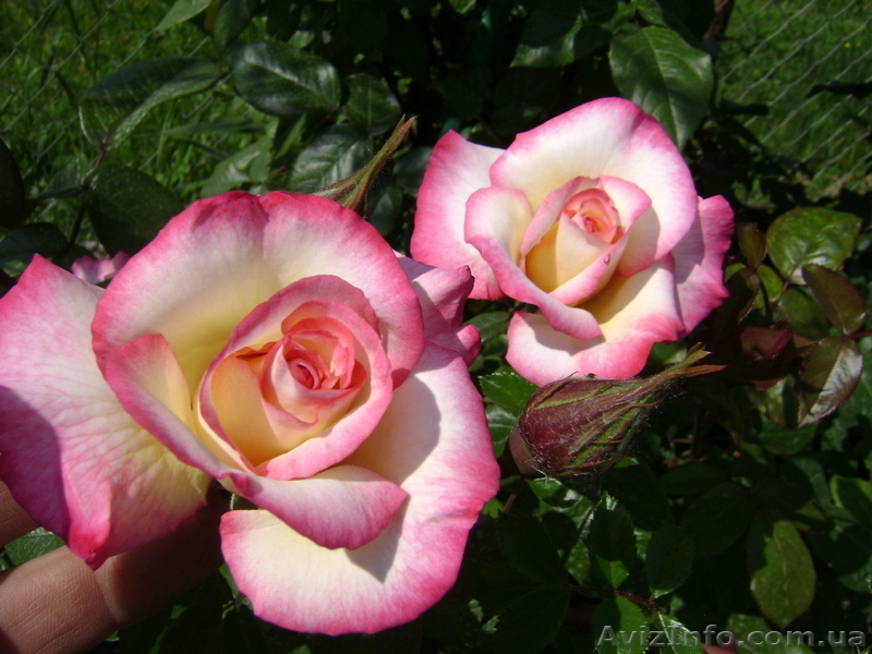 Розы и клематисы - <ro>Изображение</ro><ru>Изображение</ru> #4, <ru>Объявление</ru> #544860