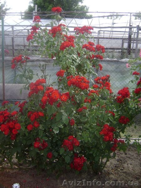 Розы и клематисы - <ro>Изображение</ro><ru>Изображение</ru> #3, <ru>Объявление</ru> #544860