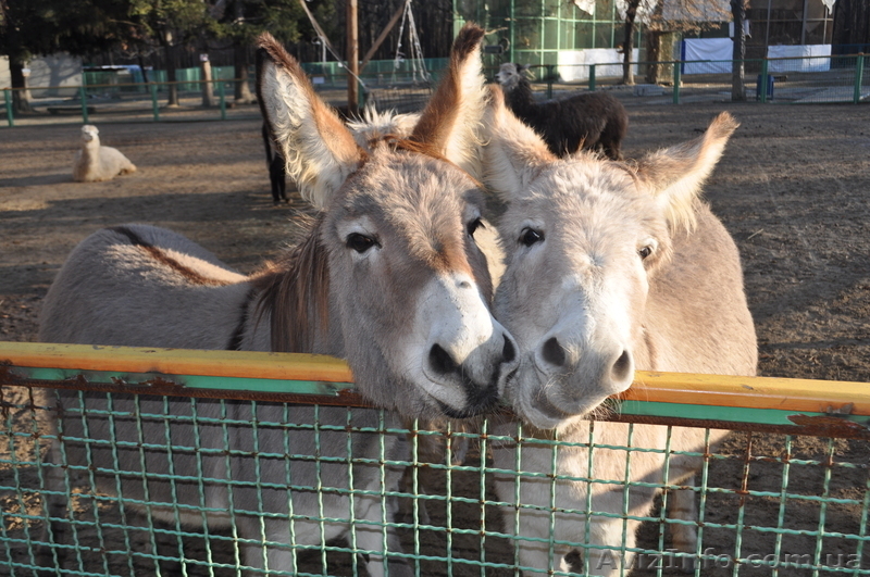 Кружок юных натуралистов - <ro>Изображение</ro><ru>Изображение</ru> #4, <ru>Объявление</ru> #526312