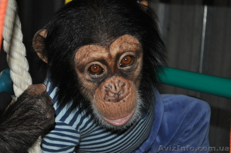 Кружок юных натуралистов - <ro>Изображение</ro><ru>Изображение</ru> #3, <ru>Объявление</ru> #526312