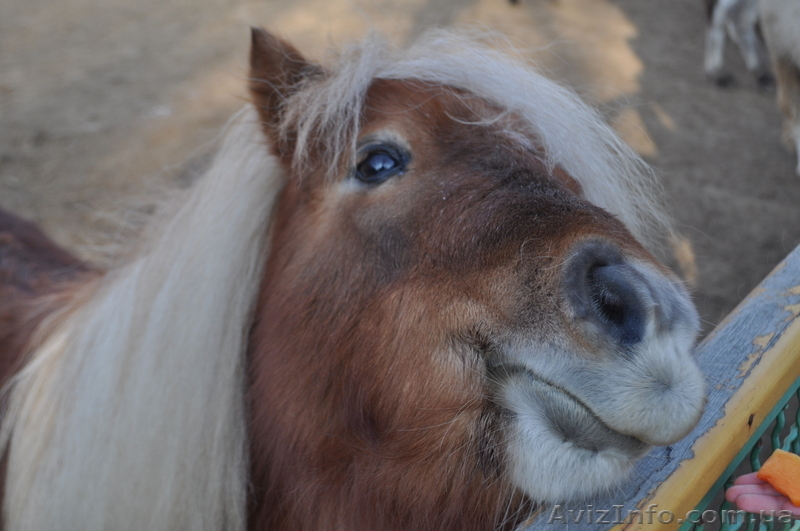 Кружок юных натуралистов - <ro>Изображение</ro><ru>Изображение</ru> #5, <ru>Объявление</ru> #526312