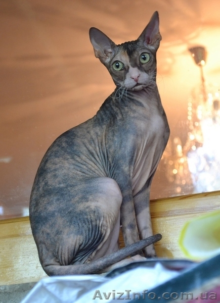 котят Донского свинкса - <ro>Изображение</ro><ru>Изображение</ru> #1, <ru>Объявление</ru> #541497