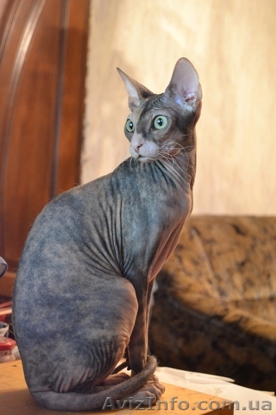 котят Донского свинкса - <ro>Изображение</ro><ru>Изображение</ru> #6, <ru>Объявление</ru> #541497