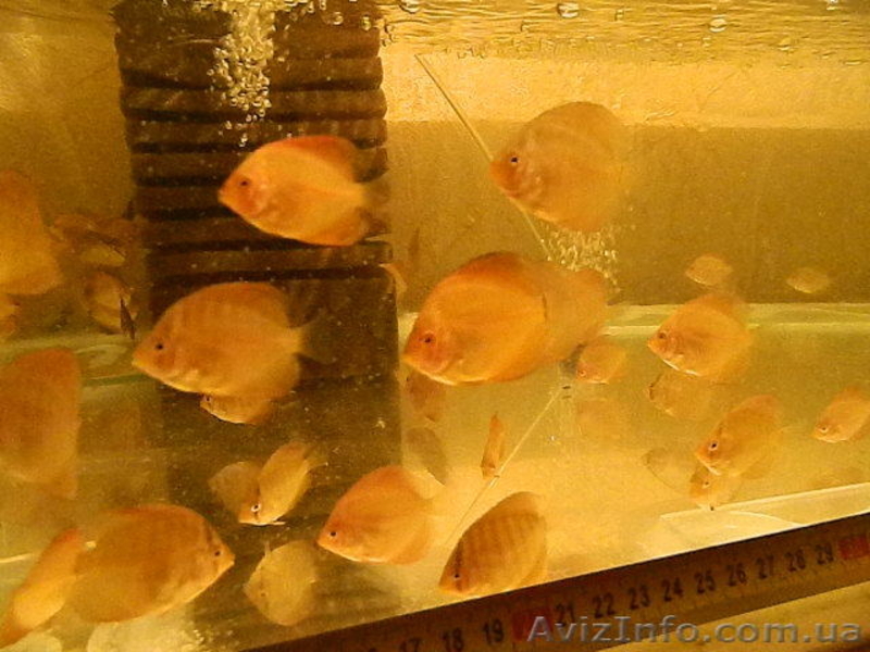 Продам малька  дискуса - аленкер, пиджин, даймонд.  - <ro>Изображение</ro><ru>Изображение</ru> #2, <ru>Объявление</ru> #551128