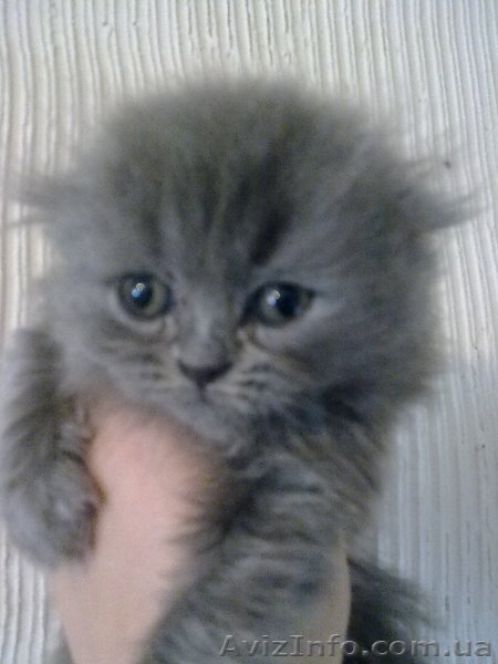 персик вислоухий голубой длинношерстый - <ro>Изображение</ro><ru>Изображение</ru> #1, <ru>Объявление</ru> #524831