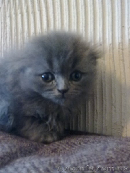 персик вислоухий голубой длинношерстый - <ro>Изображение</ro><ru>Изображение</ru> #2, <ru>Объявление</ru> #524831