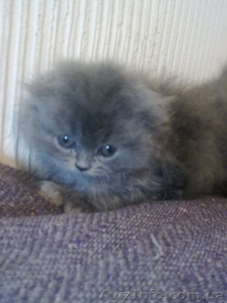 персик вислоухий - <ro>Изображение</ro><ru>Изображение</ru> #3, <ru>Объявление</ru> #536346