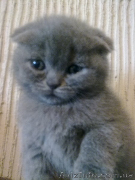 вислоухая британка - <ro>Изображение</ro><ru>Изображение</ru> #1, <ru>Объявление</ru> #536319