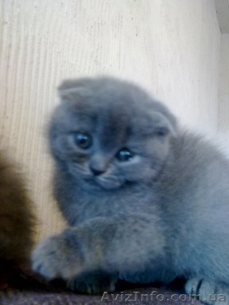 вислоухая британка - <ro>Изображение</ro><ru>Изображение</ru> #2, <ru>Объявление</ru> #536319