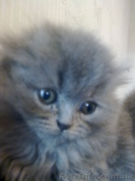 персик вислоухий голубой длинношерстый - <ro>Изображение</ro><ru>Изображение</ru> #4, <ru>Объявление</ru> #524831