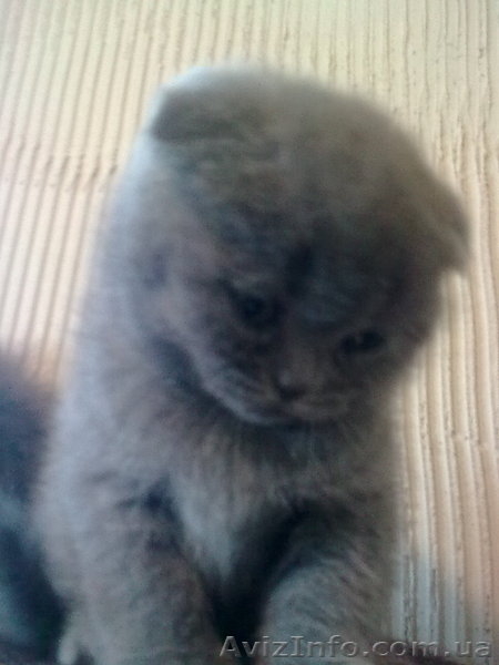 вислоухая британка - <ro>Изображение</ro><ru>Изображение</ru> #3, <ru>Объявление</ru> #536319