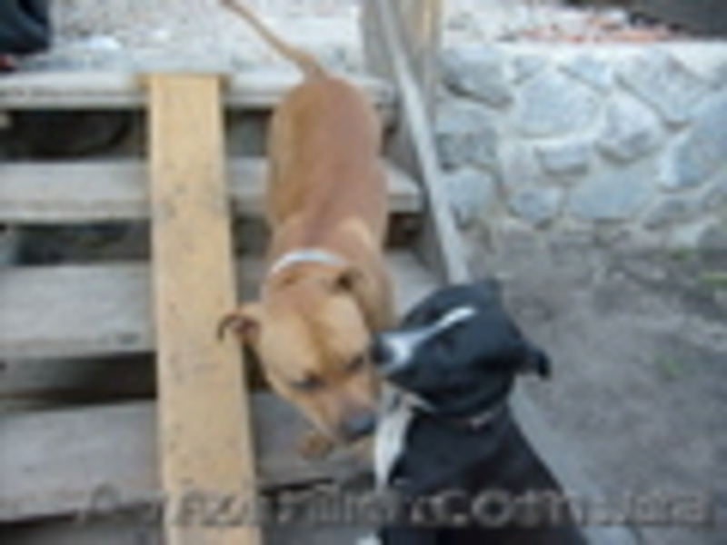  продам щенков амстафа - <ro>Изображение</ro><ru>Изображение</ru> #2, <ru>Объявление</ru> #525481