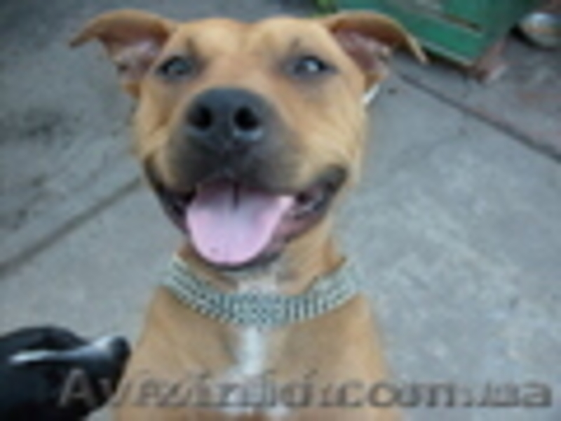  продам щенков амстафа - <ro>Изображение</ro><ru>Изображение</ru> #1, <ru>Объявление</ru> #525481