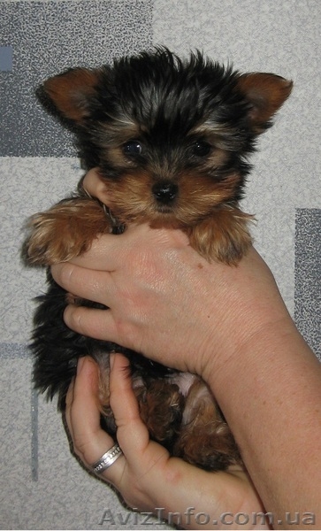 Йоркширский терьер, щенки, продам. - <ro>Изображение</ro><ru>Изображение</ru> #1, <ru>Объявление</ru> #556453