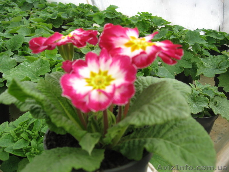 ПРОДАМ ПРИМУЛА цветы на8 марта - <ro>Изображение</ro><ru>Изображение</ru> #2, <ru>Объявление</ru> #528700