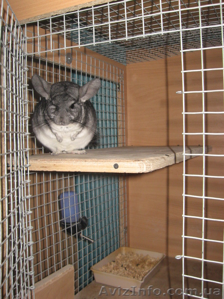 витрина для шиншилл - <ro>Изображение</ro><ru>Изображение</ru> #3, <ru>Объявление</ru> #544078