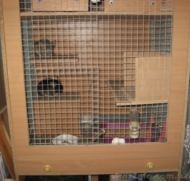 витрина для шиншилл - <ro>Изображение</ro><ru>Изображение</ru> #2, <ru>Объявление</ru> #544078