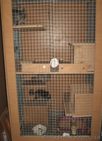 витрина для шиншилл - <ro>Изображение</ro><ru>Изображение</ru> #1, <ru>Объявление</ru> #544078