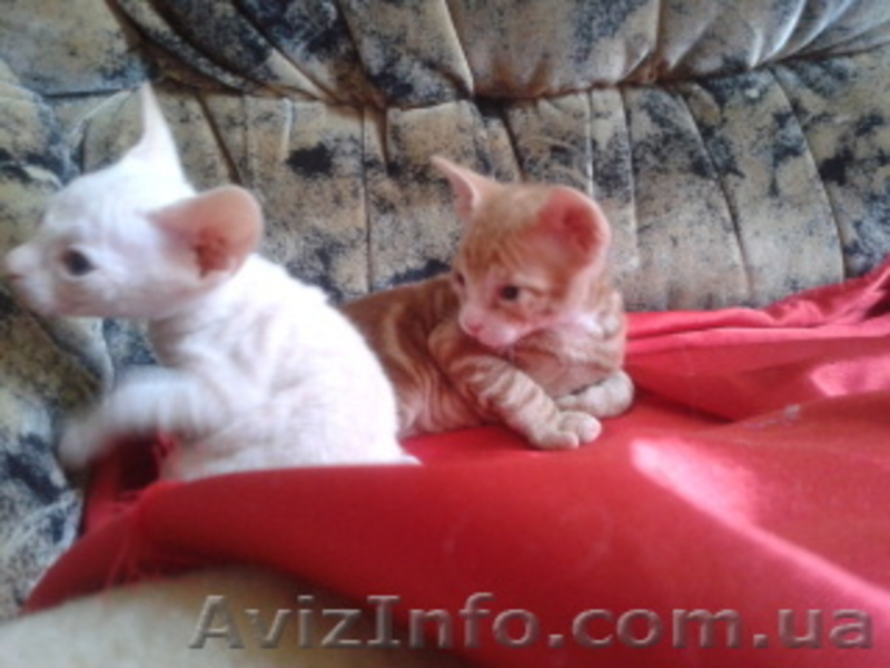 котят Донского свинкса - <ro>Изображение</ro><ru>Изображение</ru> #5, <ru>Объявление</ru> #541497