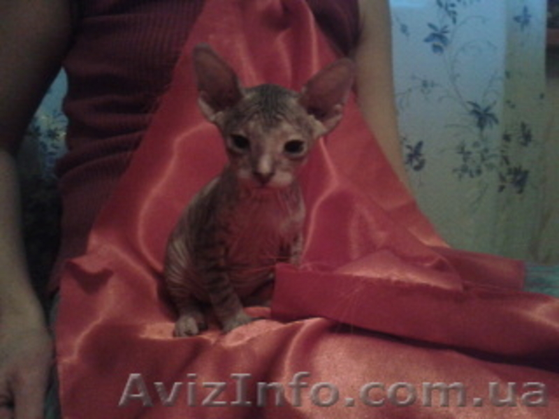 котят Донского свинкса - <ro>Изображение</ro><ru>Изображение</ru> #4, <ru>Объявление</ru> #541497