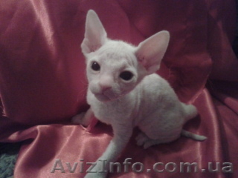 котят Донского свинкса - <ro>Изображение</ro><ru>Изображение</ru> #2, <ru>Объявление</ru> #541497