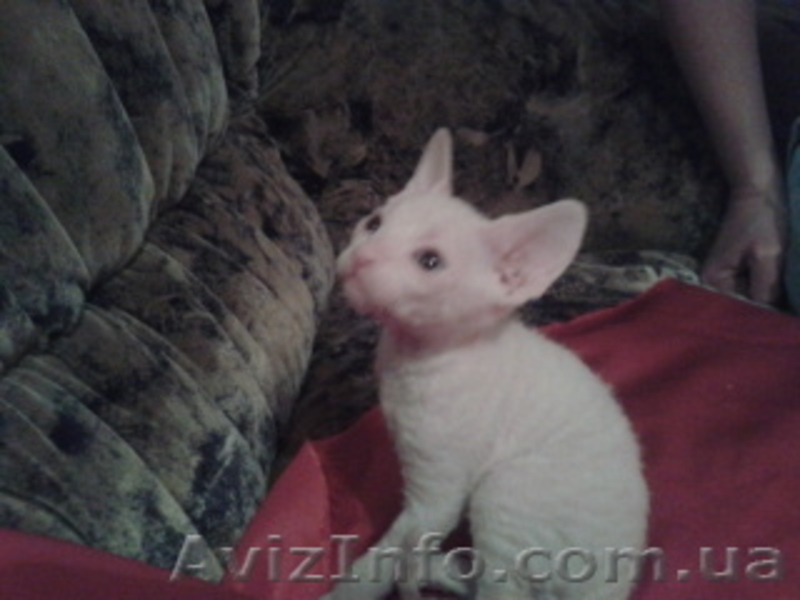 котят Донского свинкса - <ro>Изображение</ro><ru>Изображение</ru> #3, <ru>Объявление</ru> #541497