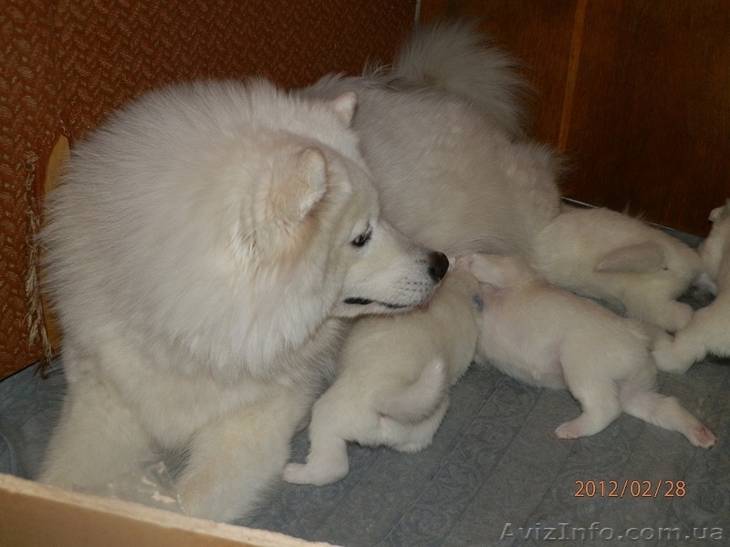 Очаровательные щенки самоедской лайки - <ro>Изображение</ro><ru>Изображение</ru> #1, <ru>Объявление</ru> #558595