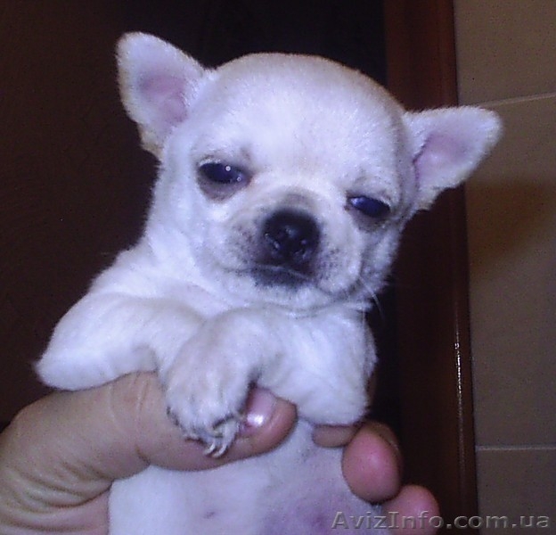 продаются щенки чихуахуа мальчики - <ro>Изображение</ro><ru>Изображение</ru> #2, <ru>Объявление</ru> #529443