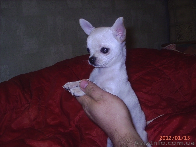 продаются щенки чихуахуа мальчики - <ro>Изображение</ro><ru>Изображение</ru> #3, <ru>Объявление</ru> #529443