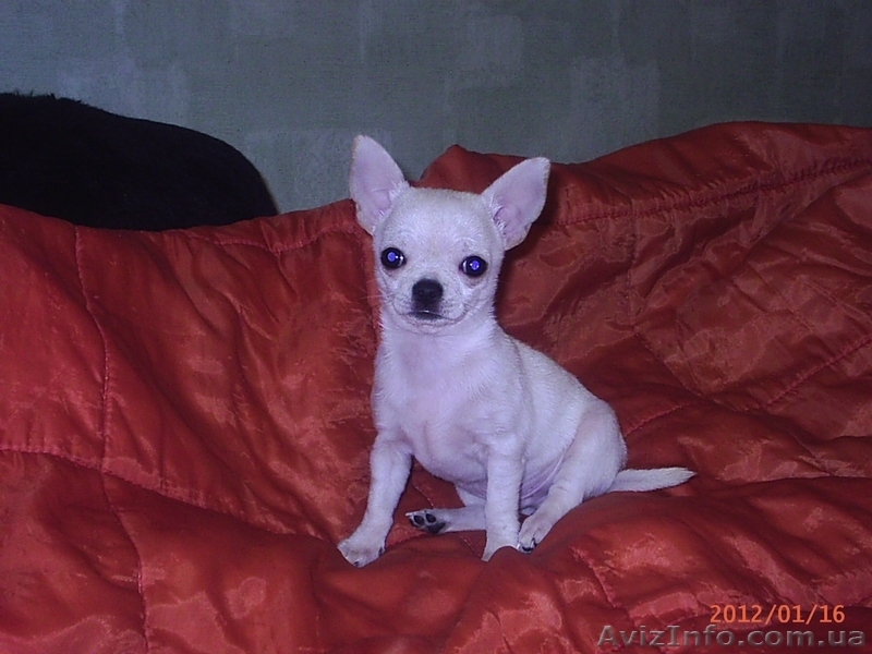 продаются щенки чихуахуа мальчики - <ro>Изображение</ro><ru>Изображение</ru> #1, <ru>Объявление</ru> #529443