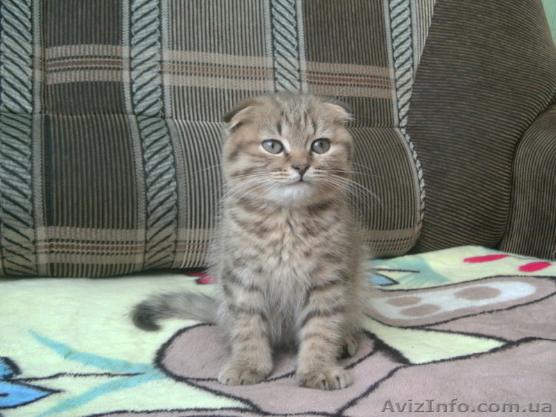 Скотиш фолд,ласковые и игривые) - <ro>Изображение</ro><ru>Изображение</ru> #1, <ru>Объявление</ru> #532648