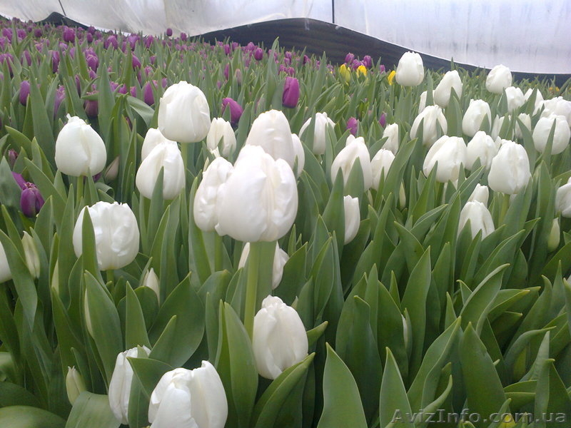 Тюльпаны как оптом так и в розницу - <ro>Изображение</ro><ru>Изображение</ru> #3, <ru>Объявление</ru> #554835