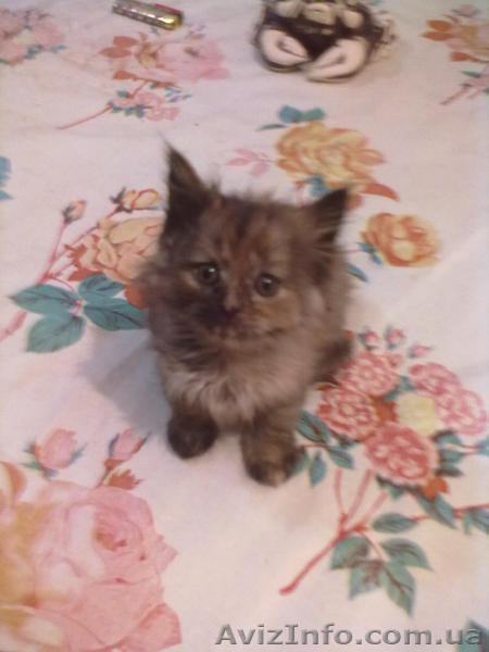 британцы 3 кошки - <ro>Изображение</ro><ru>Изображение</ru> #1, <ru>Объявление</ru> #585190