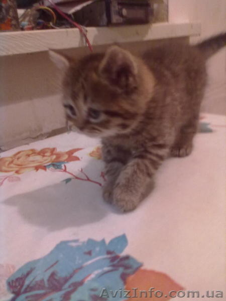 британцы 3 кошки - <ro>Изображение</ro><ru>Изображение</ru> #2, <ru>Объявление</ru> #585190