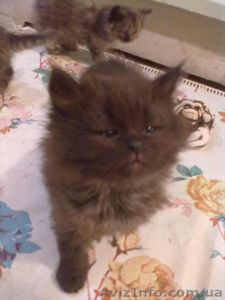 КОТ персидский классический шоколадный - <ro>Изображение</ro><ru>Изображение</ru> #2, <ru>Объявление</ru> #585187
