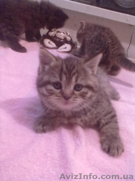 британцы 3 кошки - <ro>Изображение</ro><ru>Изображение</ru> #4, <ru>Объявление</ru> #585190