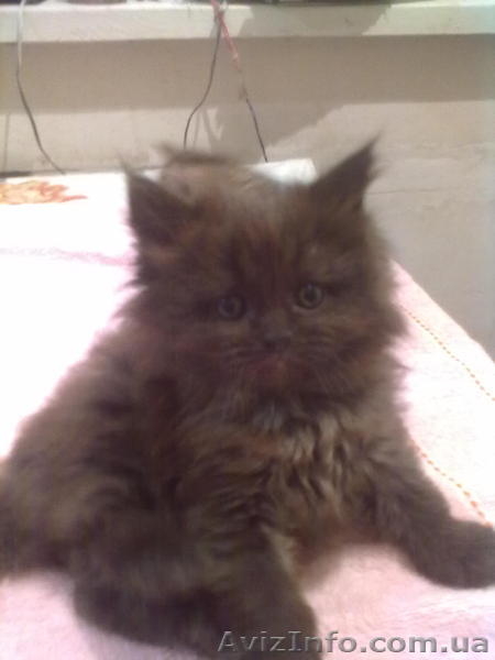 КОТ персидский классический шоколадный - <ro>Изображение</ro><ru>Изображение</ru> #1, <ru>Объявление</ru> #585187