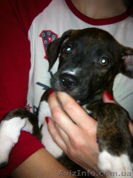 Девчонки (сука) Американского Стаффордширского терьера от настоящих Стаффордов. - <ro>Изображение</ro><ru>Изображение</ru> #2, <ru>Объявление</ru> #592834