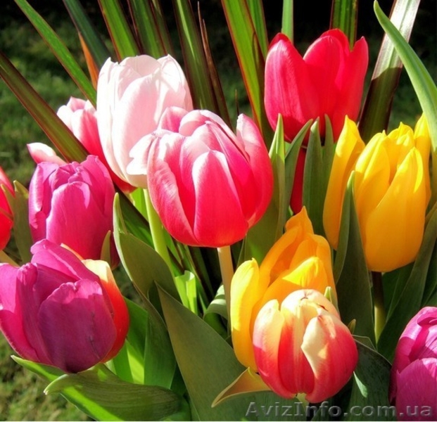 "Парад тюльпанов" в г.Ялта, с выездом из Харькова... - <ro>Изображение</ro><ru>Изображение</ru> #4, <ru>Объявление</ru> #562422