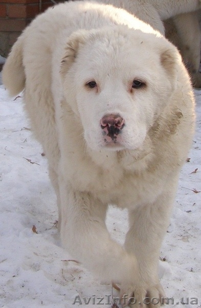 Щенки среднеазиатской овчарки (алабая)  - <ro>Изображение</ro><ru>Изображение</ru> #2, <ru>Объявление</ru> #576471