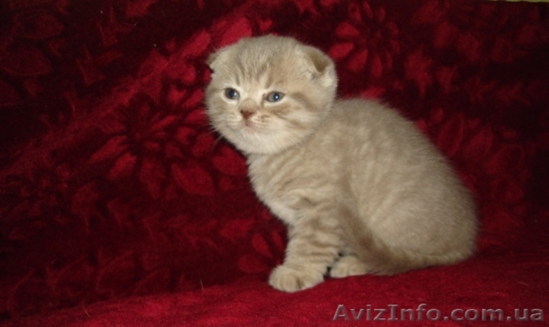 Шотландские вислоуухая кошечка!! - <ro>Изображение</ro><ru>Изображение</ru> #2, <ru>Объявление</ru> #572296