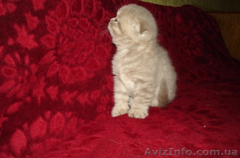 Шотландские вислоуухая кошечка!! - <ro>Изображение</ro><ru>Изображение</ru> #3, <ru>Объявление</ru> #572296