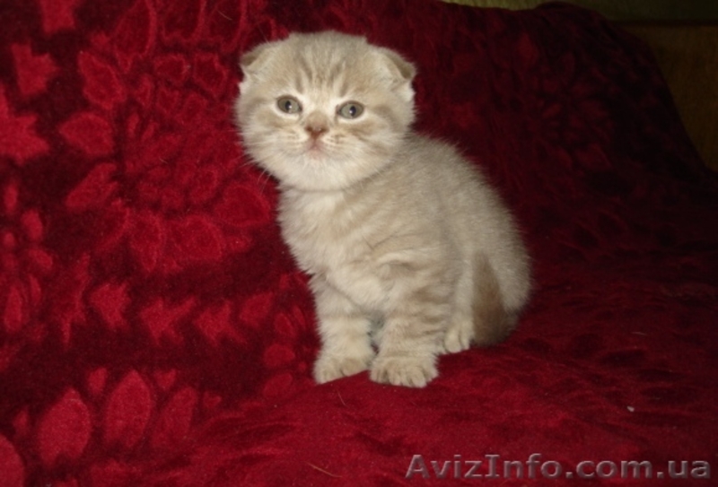 Шотландские вислоуухая кошечка!! - <ro>Изображение</ro><ru>Изображение</ru> #4, <ru>Объявление</ru> #572296
