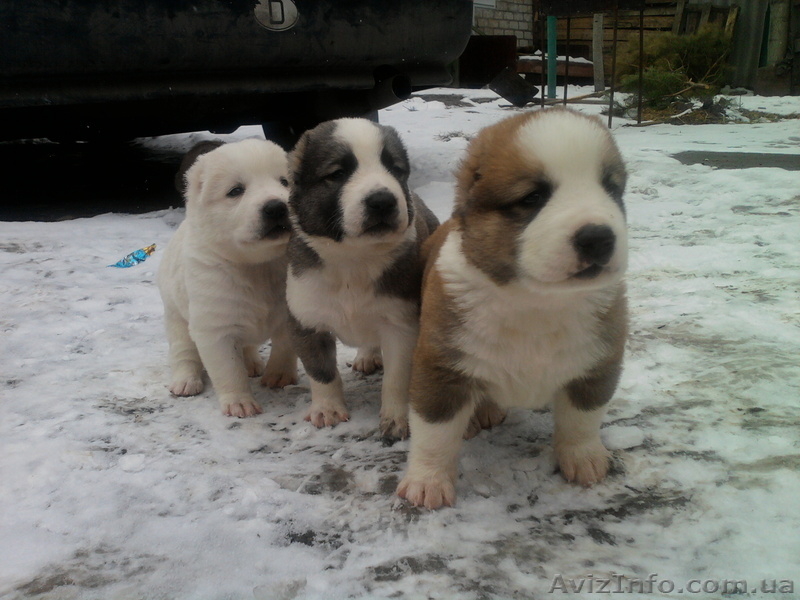 САО плановый помёт, отличное качество, знаменитые крови - <ro>Изображение</ro><ru>Изображение</ru> #4, <ru>Объявление</ru> #568596