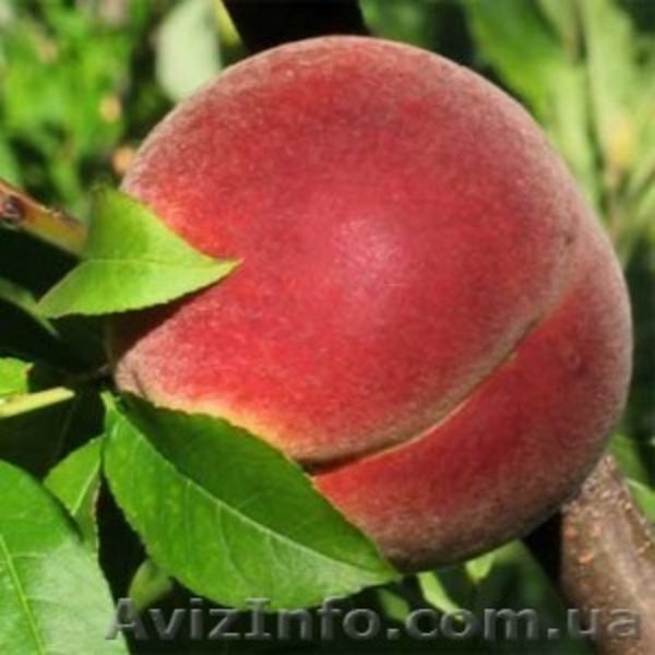 САЖЕНЦЫ ДЕРЕВЬЕВ - <ro>Изображение</ro><ru>Изображение</ru> #3, <ru>Объявление</ru> #594488