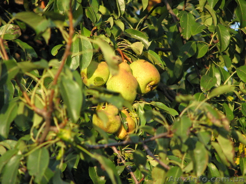 Продам 2-х эт. дачу (р-н «Питомник», за Русской Лозовой) - <ro>Изображение</ro><ru>Изображение</ru> #8, <ru>Объявление</ru> #595628