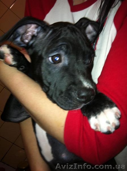 Девчонки (сука) Американского Стаффордширского терьера от настоящих Стаффордов. - <ro>Изображение</ro><ru>Изображение</ru> #1, <ru>Объявление</ru> #592834