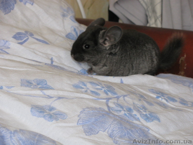 Шиншиллы домашнего разведения - <ro>Изображение</ro><ru>Изображение</ru> #3, <ru>Объявление</ru> #531672