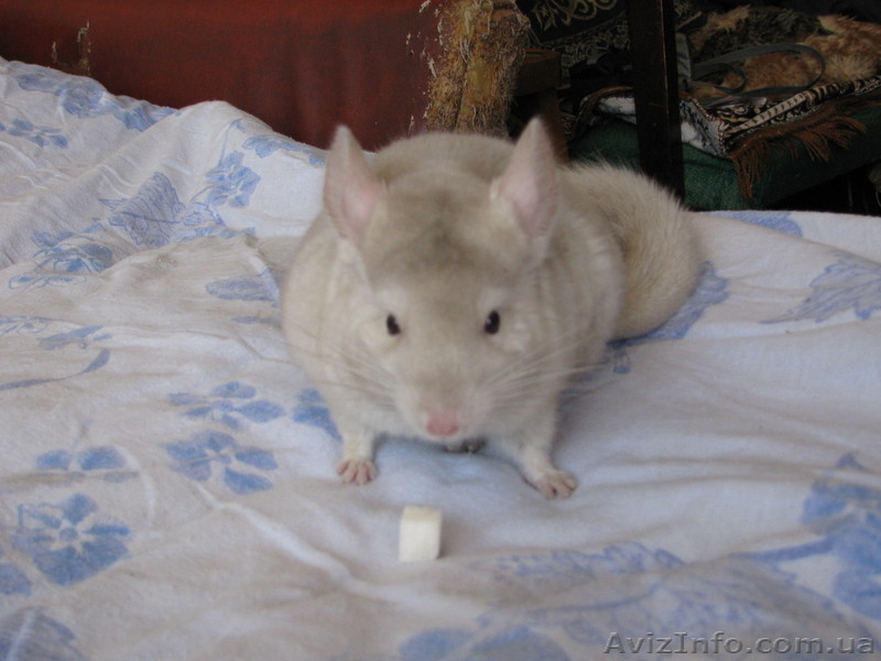 Шиншиллы домашнего разведения - <ro>Изображение</ro><ru>Изображение</ru> #4, <ru>Объявление</ru> #531672